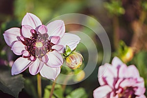 Flower lilac Dahlia macro, space for text.