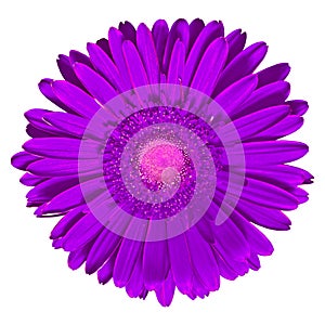 Flower lilac Gerbera isolated on white background. Close-up. Macro. Element of design