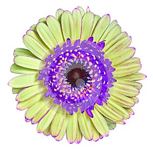 Flower lilac yellow Gerbera isolated on white background. Close-up. Macro. Element of design