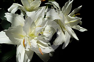 Flor de híbrido lirio blanco flores a dos veces entradas 