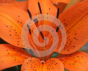 Flower - lillium orange