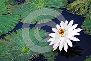 Flower and Lilly Pads, Oahu