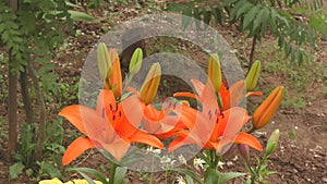 Flower Lily Asian hybrid Tresor orange color