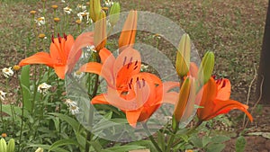 Flower Lily Asian hybrid Tresor orange color