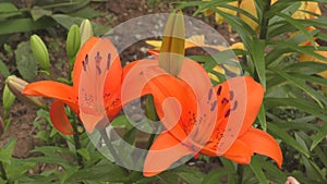 Flower Lily Asian hybrid Tresor orange color