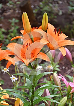 Flower Lily Asian hybrid Tresor orange color after rain