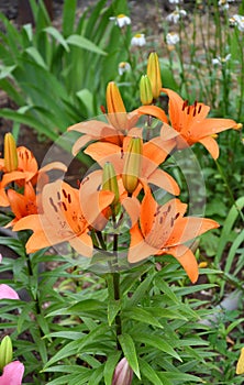 Flower Lily Asian hybrid Tresor orange color after rain