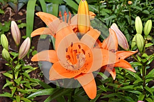 Flower Lily Asian hybrid Tresor orange color after rain