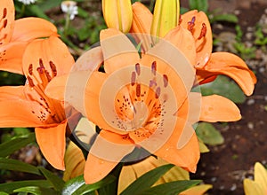 Flower Lily Asian hybrid Tresor orange color after rain