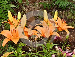 Flower Lily Asian hybrid Tresor orange color after rain