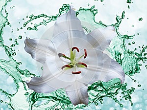 Flower lily on a background of water splash