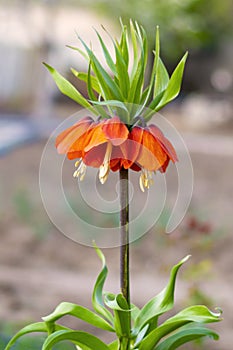 Flower of the lily family Fritillaria imperialis.