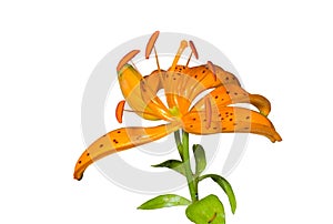 Flower of lily (Lilium distichum) 1