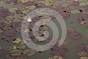 Flower on a Lily Pad