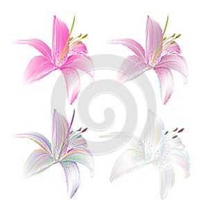 Flower Lily pink and colored Lilium candidum on a white background vintage vector illustration editable