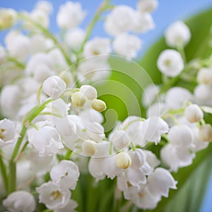 Flower lily of the valley