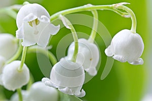 Flower lily-of-the-valley macro