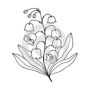 Flower lily of the valley. Vector stock illustration eps 10. Outline. Hand drawing