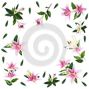 Flower lily on a white background with copy space for your messa