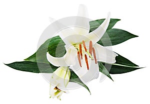 Flower lily on a white background with copy space for your messa