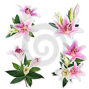 Flower lily on a white background with copy space for your messa