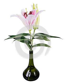 Flower lily on a white background with copy space for your messa