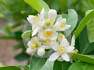 Flower of lime, main ingredient in asian dish or food, on tree branch