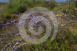 Flower of Limonium cancellatum on the Mati River delta