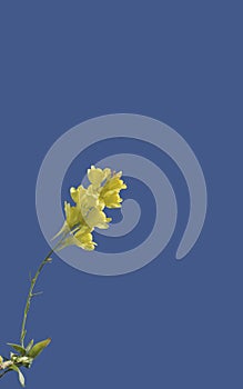 Flower of Linaria genistifolia