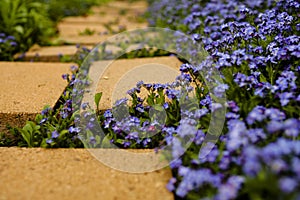 Flower Lined Path