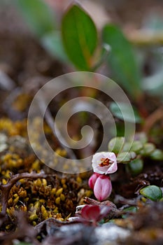 Flower of a lingonberry or cranberry found growing on the arctic tundra near Arviat, Nunavut, Canada