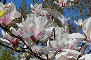 Flower Liriodendron Tulipifera Tulip Tree, American Tulip Tree, Tuliptree, Tulip Poplar, Whitewood, Fiddle-tree