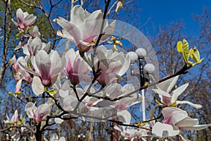 Flower Liriodendron Tulipifera Tulip Tree, American Tulip Tree, Tuliptree, Tulip Poplar, Whitewood, Fiddle-tree