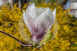 Flower Liriodendron Tulipifera Tulip Tree, American Tulip Tree, Tuliptree, Tulip Poplar, Whitewood, Fiddle-tree