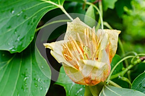 Flower Liriodendron Tulipifera Tulip Tree, American Tulip Tree, Tuliptree, Tulip Poplar, Whitewood, Fiddle-tree, Yellow Poplar