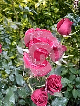 Flower with a litte bit of water 2