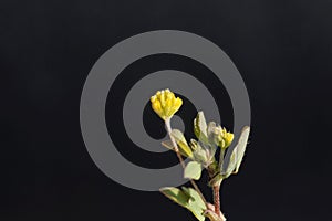 Flower of a little bur-clover, Medicago minima