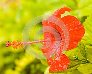 A flower with long pistil