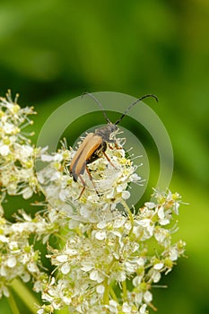Flower longhorn beetle on flowers of meadowsweet