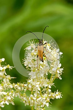 Flower longhorn beetle on flowers of meadowsweet