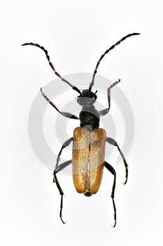 Flower longhorn beetle Stenurella melanura, a 50 years old specimen from beetle collection