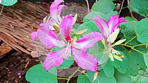 Flower in lopburi