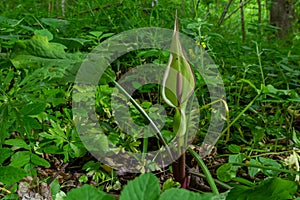 Flower of Lord and ladies or snakeshead plant, Arum maculatum