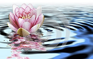 A flower of loto on the water