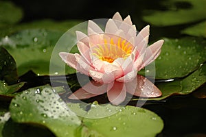 Flower of a lotus