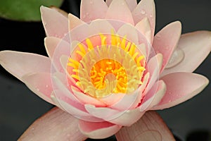 Flower of a lotus