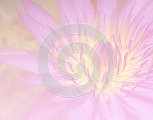 Flower lotus background