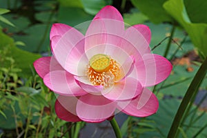 Flower of lotus Komarova