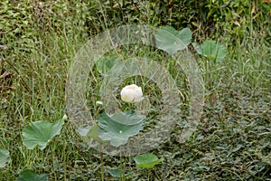 Flower, lotus, nature, summer, green, plant, blossom, asian, meditation, aquatic, teichplanze, peace, floral, zen, petals, bloom,