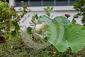 Flower, lotus, nature, summer, green, plant, blossom, asian, meditation, aquatic, teichplanze, peace, floral, zen, petals, bloom,